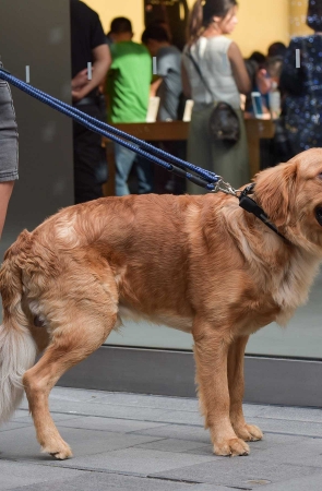 9.1 溜狗的丰满女人